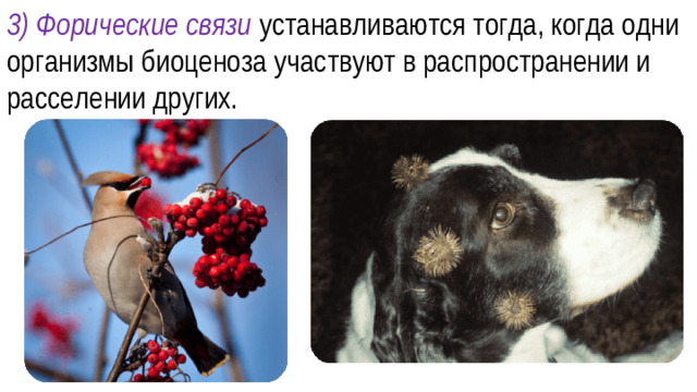 3) Форические связи устанавливаются тогда, когда одни организмы биоценоза участвуют в распространении и расселении других.