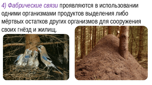 4) Фабрические связи проявляются в использовании одними организмами продуктов выделения либо мёртвых остатков других организмов для сооружения своих гнёзд и жилищ.
