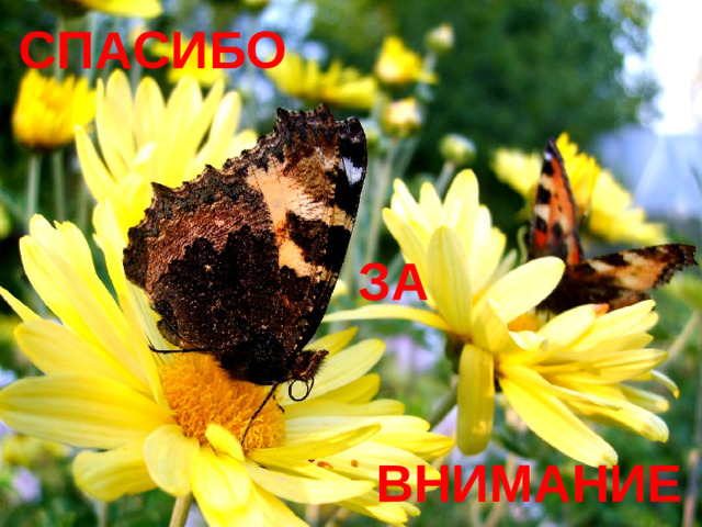 СПАСИБО ЗА ВНИМАНИЕ