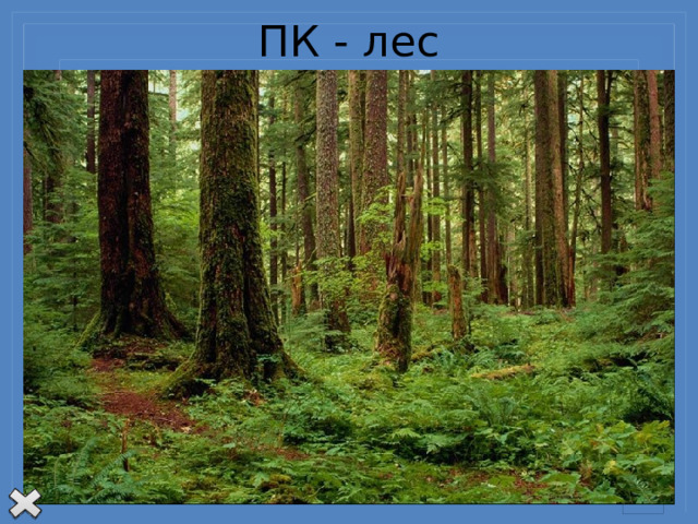 ПК - лес Представьте себе, что на большой площади вырубили лес. Что произойдет?  Улетят птицы, гнездившиеся в лесу. Уйдут или погибнут лесные звери, Уменьшится поступление кислорода в атмосферу и меньше будет поглощаться из нее углекислого газа. Вода дождей и талые воды станут быстрее стекать по безлесной поверхности, размывая ее. Усилится рост оврагов. Меньше воды успеет просочиться, и уровень грунтовых вод может понизиться. А это значит, что уменьшится грунтовое питание рек. Обязательно изменится почва. И это еще не все возможные изменения.