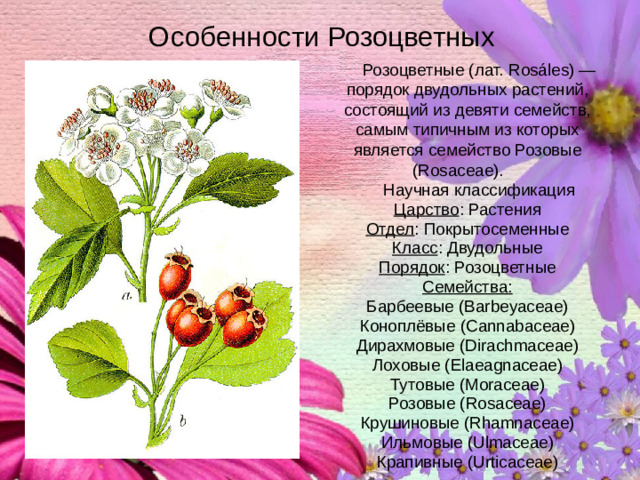 Особенности Розоцветных  Розоцветные (лат. Rosáles) — порядок двудольных растений, состоящий из девяти семейств, самым типичным из которых является семейство Розовые (Rosaceae).  Научная классификация Царство : Растения Отдел : Покрытосеменные Класс : Двудольные Порядок : Розоцветные Семейства: Барбеевые (Barbeyaceae) Коноплёвые (Cannabaceae) Дирахмовые (Dirachmaceae) Лоховые (Elaeagnaceae) Тутовые (Moraceae) Розовые (Rosaceae) Крушиновые (Rhamnaceae) Ильмовые (Ulmaceae) Крапивные (Urticaceae)