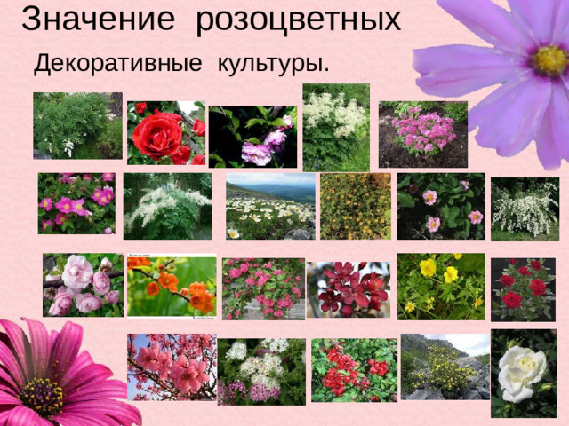 Значение розоцветных  Декоративные культуры.