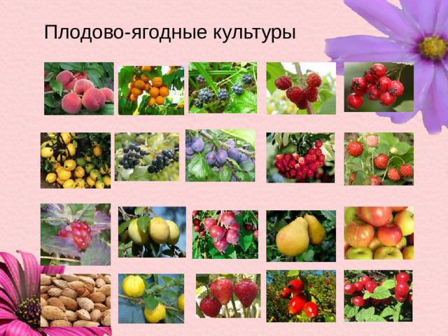 Плодово-ягодные культуры