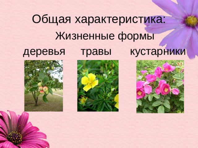 Общая характеристика: Жизненные формы  деревья травы кустарники