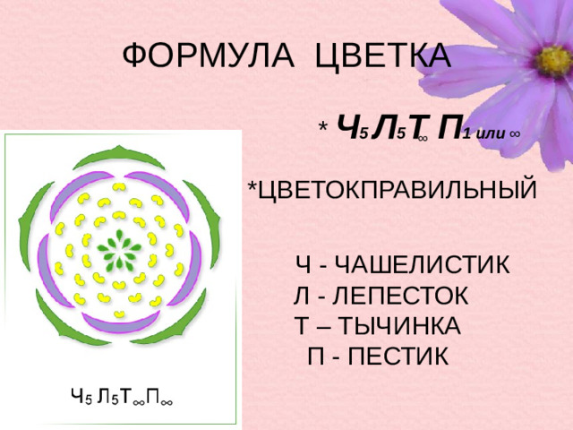 ФОРМУЛА ЦВЕТКА  * Ч 5 Л 5 Т П 1 или ∞  *ЦВЕТОКПРАВИЛЬНЫЙ  ∞  Ч - ЧАШЕЛИСТИК  Л - ЛЕПЕСТОК Т – ТЫЧИНКА П - ПЕСТИК