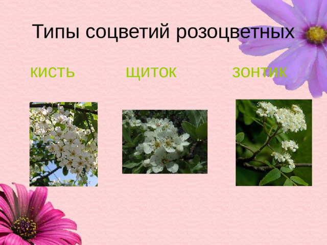 Типы соцветий розоцветных  кисть щиток зонтик