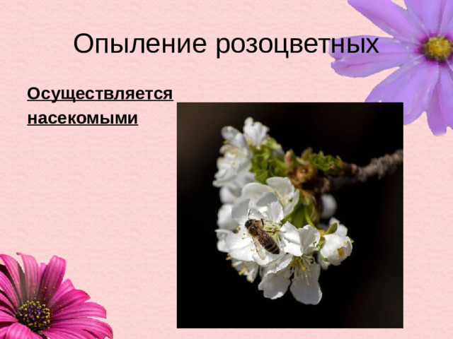 Опыление розоцветных Осуществляется насекомыми