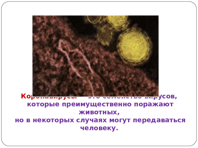 Коронавирусы — это семейство вирусов,  которые преимущественно поражают животных,  но в некоторых случаях могут передаваться человеку.