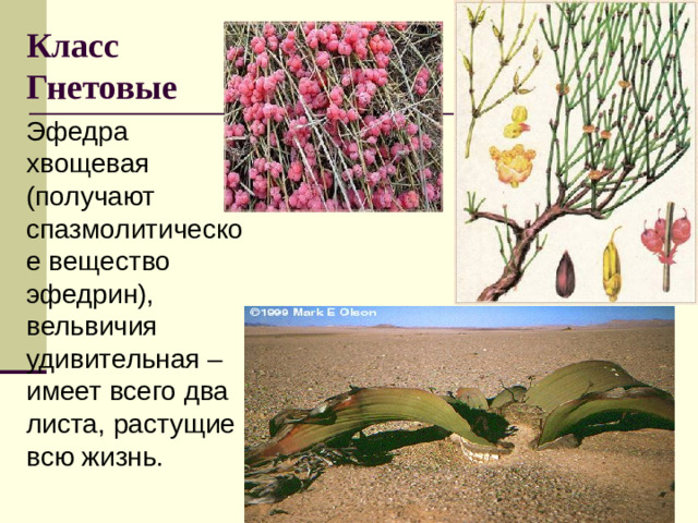 Класс Гнетовые Эфедра хвощевая (получают спазмолитическое вещество эфедрин), вельвичия удивительная – имеет всего два листа, растущие всю жизнь.