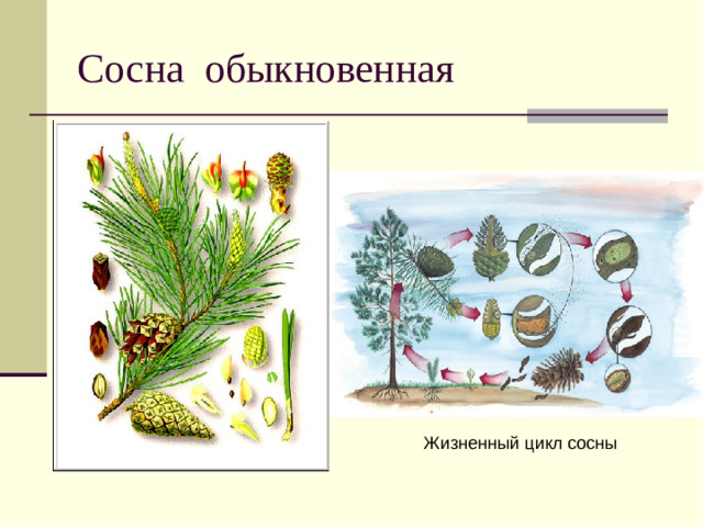 Сосна обыкновенная Жизненный цикл сосны