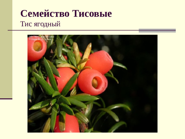 Семейство Тисовые  Тис ягодный