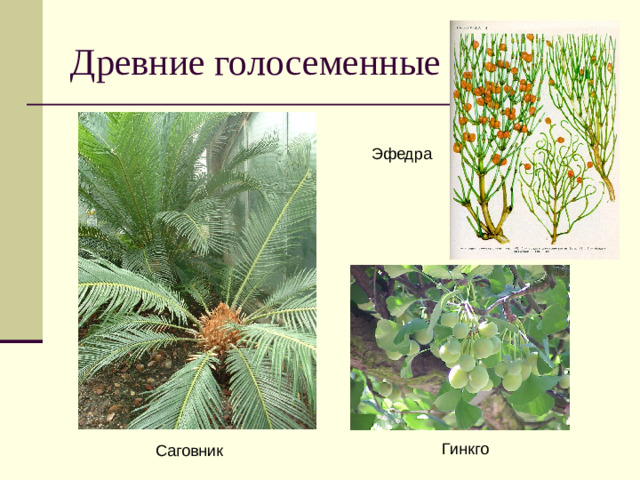 Древние голосеменные Эфедра Гинкго Саговник