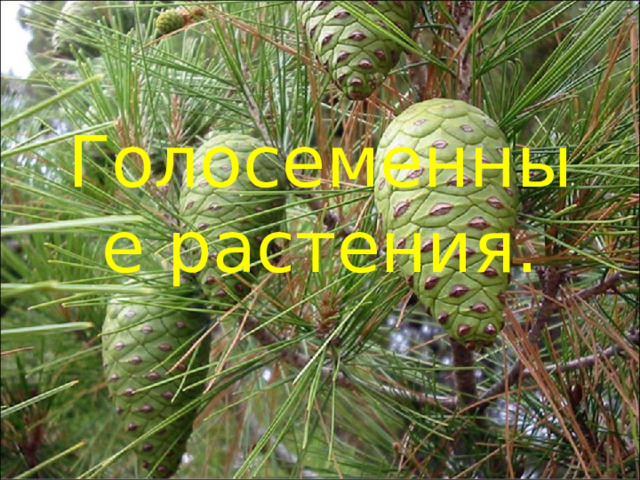 Голосеменные растения.