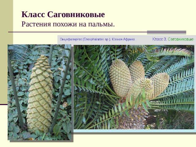 Класс Саговниковые  Растения похожи на пальмы.