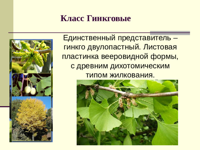 Класс Гинкговые Единственный представитель – гинкго двулопастный. Листовая пластинка вееровидной формы, с древним дихотомическим типом жилкования.
