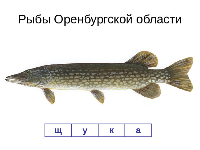 Рыбы Оренбургской области щ у к а