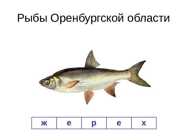 Рыбы Оренбургской области ж е р е х