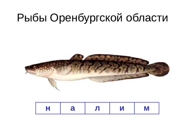 Рыбы Оренбургской области н а л и м