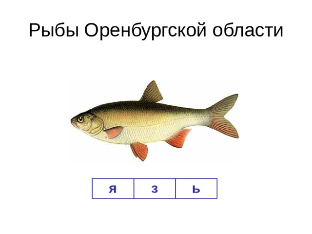 Рыбы Оренбургской области я з ь