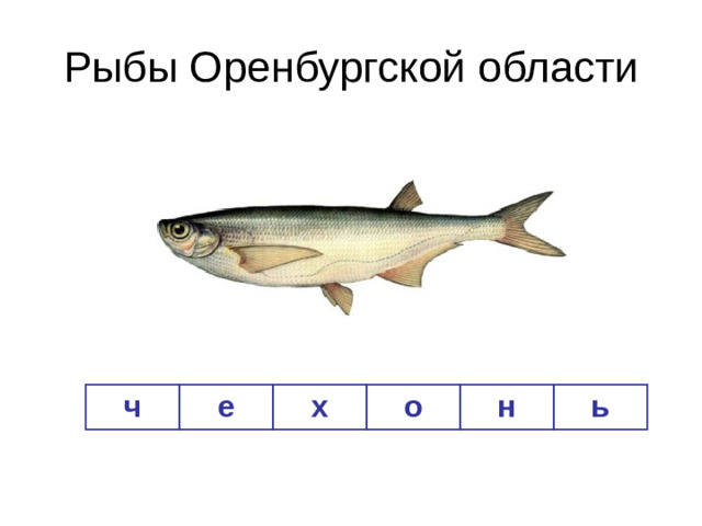 Рыбы Оренбургской области ч е х о н ь