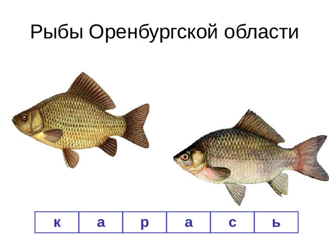 Рыбы Оренбургской области к а р а с ь