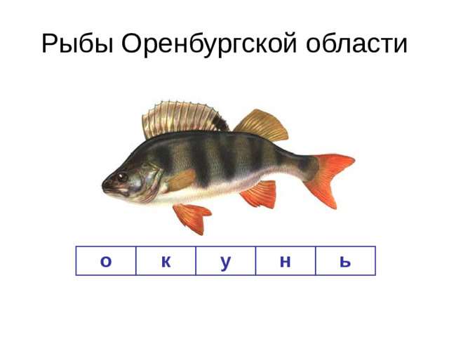 Рыбы Оренбургской области о к у н ь