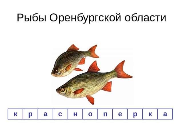 Рыбы Оренбургской области к р а с н о п е р к а