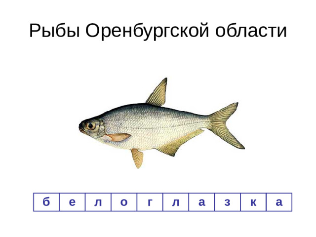 Рыбы Оренбургской области б е л о г л а з к а