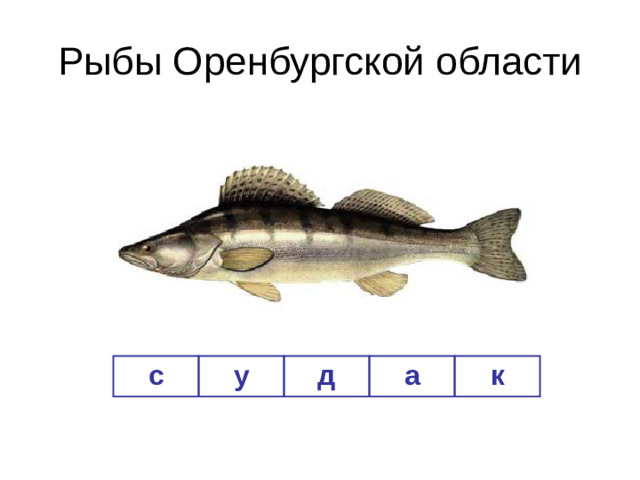 Рыбы Оренбургской области с у д а к