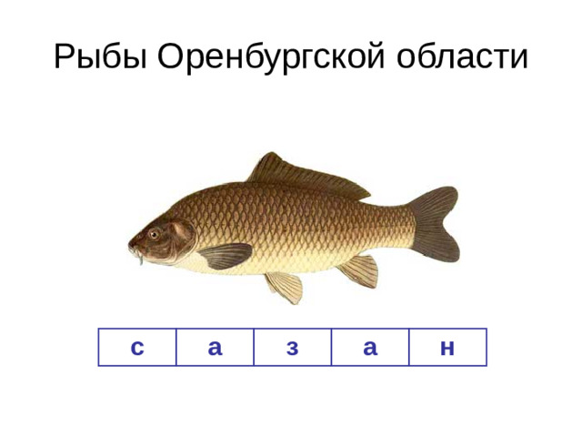 Рыбы Оренбургской области с а з а н