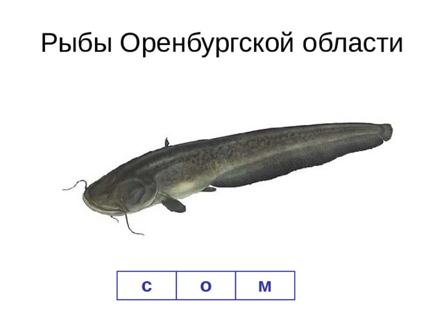 Рыбы Оренбургской области с о м