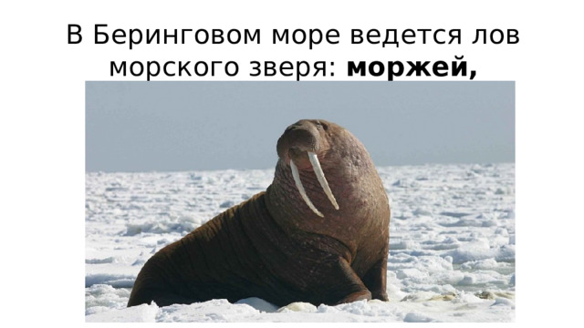 В Беринговом море ведется лов морского зверя: моржей,
