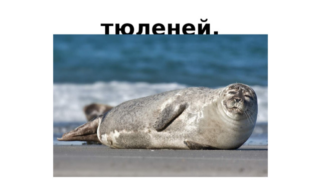 тюленей,
