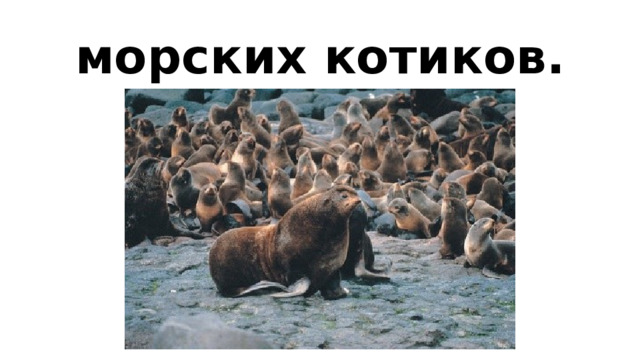 морских котиков.