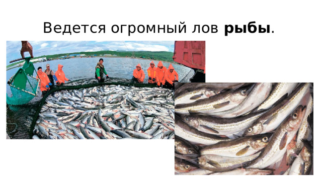 Ведется огромный лов рыбы .