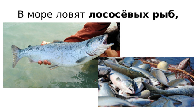 В море ловят лососёвых рыб,