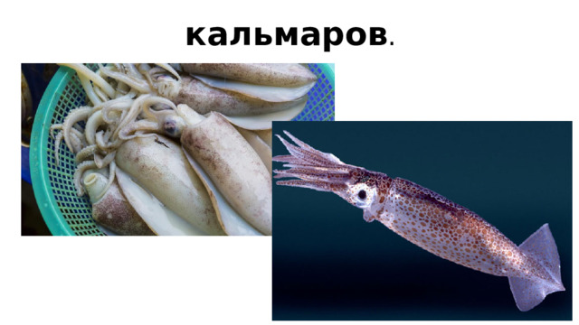 кальмаров .