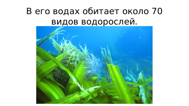 В его водах обитает около 70 видов водорослей.