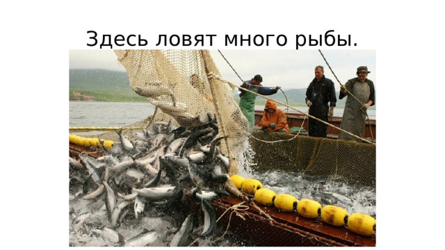 Здесь ловят много рыбы.