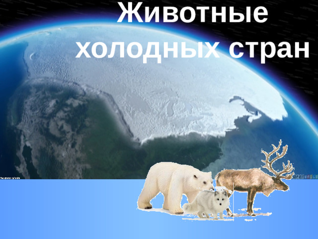 Животные холодных стран
