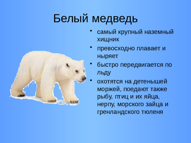 Белый медведь