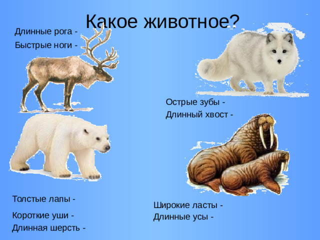 Какое животное? Длинные рога - Быстрые ноги - Острые зубы - Длинный хвост - Толстые лапы - Широкие ласты - Короткие уши - Длинные усы - Длинная шерсть -
