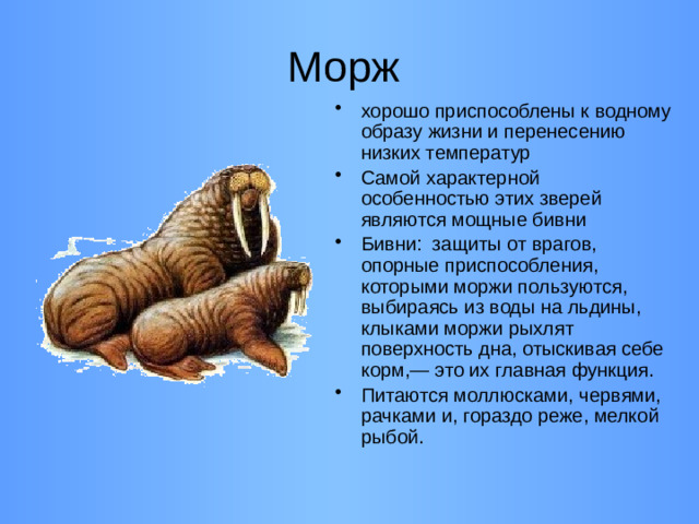 Морж