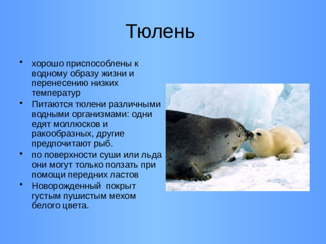 Тюлень