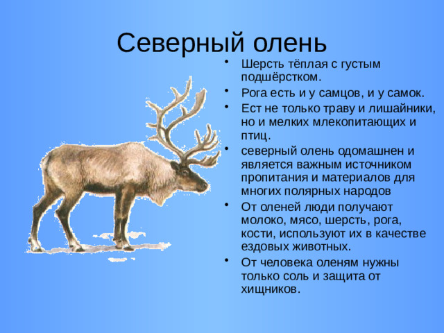 Северный олень
