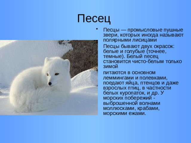 Песец