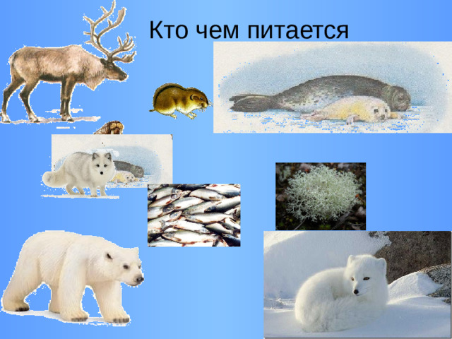 Кто чем питается