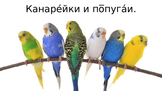 Канаре́йки и по̅пуга́и.