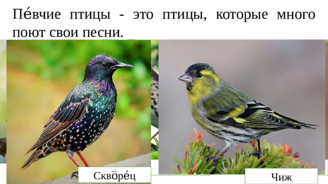 Пе́вчие птицы - это птицы, которые много поют свои песни. Щего́л Со̅ло̅ве́й Дро́зд Скво̅ре́ц Чиж