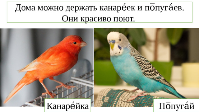 А какие птицы могут петь нам дома? Дома можно держать канаре́ек и по̅пуга́ев. Они красиво поют. Канаре́йка По̅пуга́й